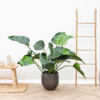 Philodendron Green Beauty   100cm