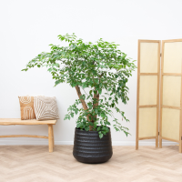 Heteropanax Chinensis   160cm