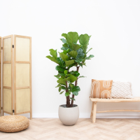 Ficus Lyrata vertakt   170cm