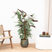 Calathea Oppenheimiana   130cm