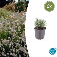 Lavandula Intermedia 'Edelweiss'   20cm