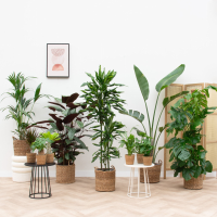 Vrijstaand huis plantenpakket inclusief manden