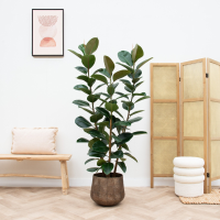 Ficus Elastica Robusta struik   190cm