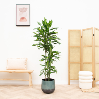 Dracaena Cintho   150cm