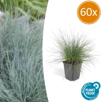 Festuca Glauca 'Elijah Blue'   20cm