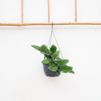 Epipremnum pinnatum 'Marble Planet' hangplant   30cm