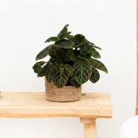 Episcia Cupreata   20cm