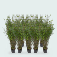 10 X Fargesia Nitida bamboe   170 cm