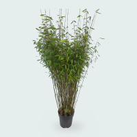 Fargesia Nitida bamboe   170 cm