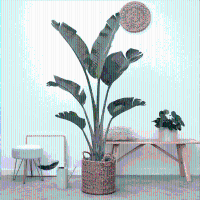 Strelitzia Augusta   180cm