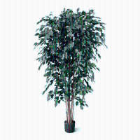 Ficus Benjamina Exotica kunstplant   180 cm