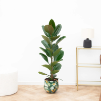 Ficus Elastica Robusta Struik   90cm