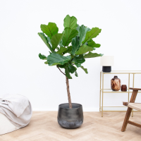 Ficus Lyrata boom   150cm