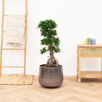 Ficus Microcarpa Ginseng   85 cm