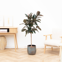 Combi deal   Ficus Elastica Abidjan inclusief Jolien Mystic Blue   140cm