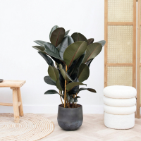 Ficus Abidjan struik   80cm