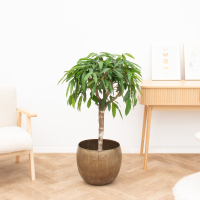 Ficus Amstel king   130cm