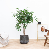 Ficus Amstel King op gevlochten stam   130cm