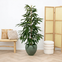 Ficus Amstel King struik   130cm