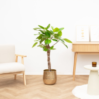 Ficus Benghalensis Altissima gevlochten stam   120cm