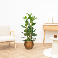 Ficus Benghalensis Audrey struik   100cm