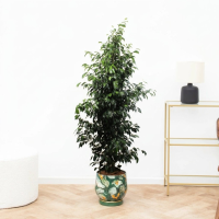 Ficus Benjamina Danielle   150cm