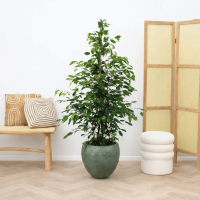 Ficus Benjamina Exotica   140cm