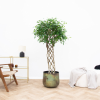 Ficus Benjamina gevlochten mat   150 cm
