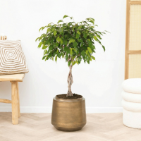 Ficus Benjamina gevlochten stam   100cm