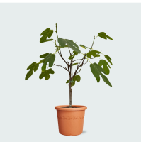 Ficus Carica (vijgenboompje)   70cm