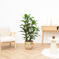 Ficus Cyathistipula   100cm