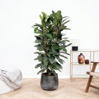 Ficus Cyathistipula struik   150 cm