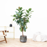 Ficus Elastica Robusta op stam   170 cm