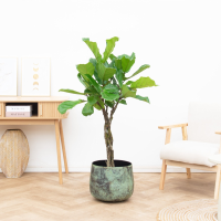 Ficus Lyrata gevlochten stam   140 cm