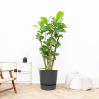 Ficus Lyrata vertakt XXL   200cm