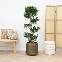 Ficus Microcarpa Ginseng S vorm   130cm