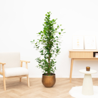 Ficus Microcarpa moclame struik   160cm
