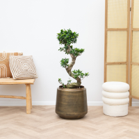 Ficus Microcarpa Ginseng S vorm   80cm