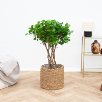 Ficus Moclame gevlochten cilinder   120 cm