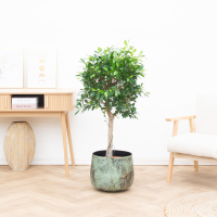 Ficus Nitida op stam   150cm