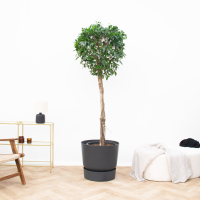 Ficus Nitida op stam   220cm