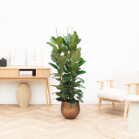 Ficus Robusta struik   120cm