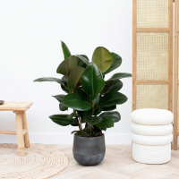 Ficus Robusta struik   80cm