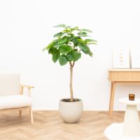 Ficus Umbellata   180cm