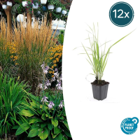 Calamagrostis acutiflora 'Karl Foerster'   20cm