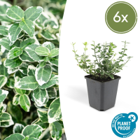 Euonymus 'Emerald Gaiety'   20cm