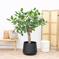 Ficus Benghalensis boom de luxe   200cm