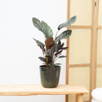 Calathea Ornata   50cm
