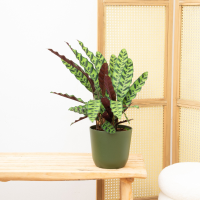 Calathea Insigne   30cm