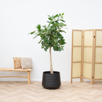 Ficus Benghalensis Audrey op stam   240cm